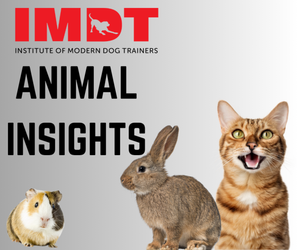 Animal Insights