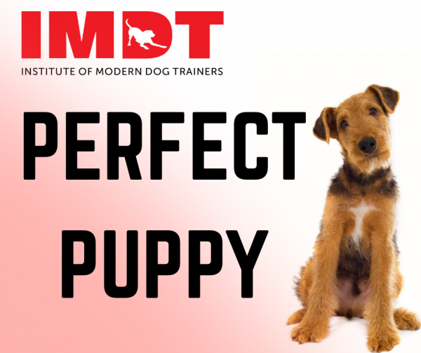 1 Day Perfect Puppy