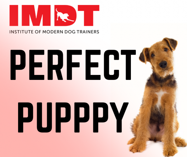 1 Day Perfect Puppy