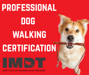 Dog Trainers Certified Dog Walker Cheap Professional Dog Walker
